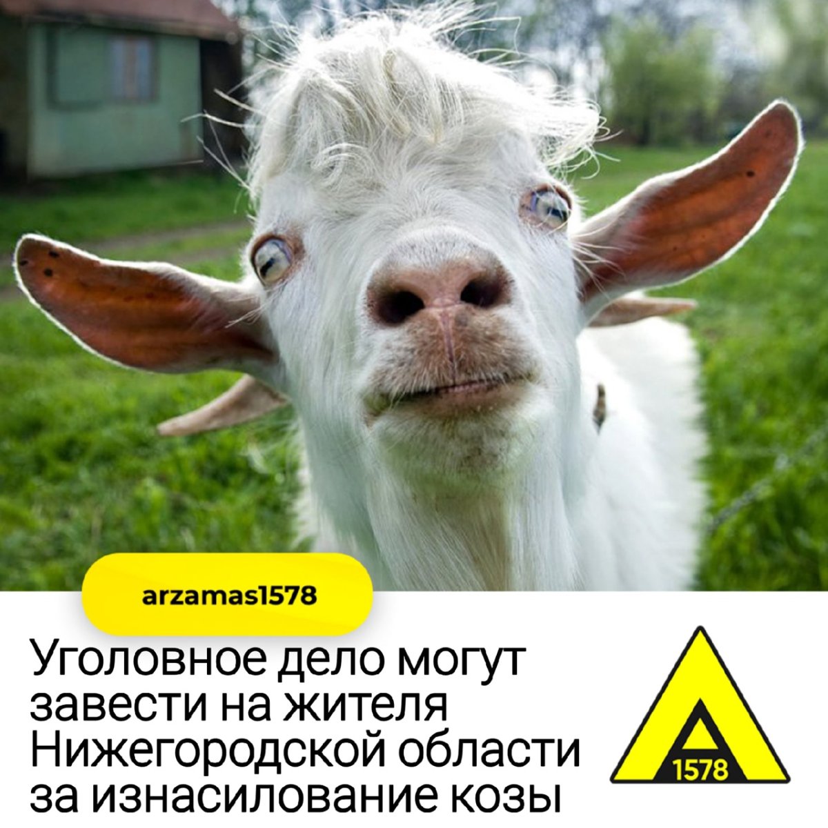 Козел картина