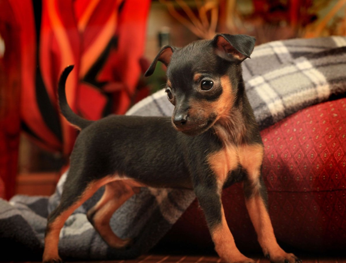 Пинчер карликовый гладкошерстный