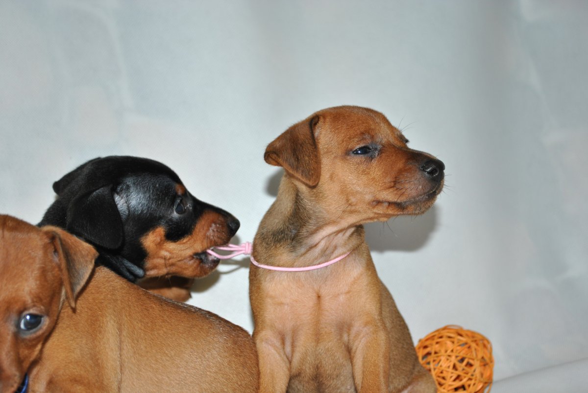 Карликовый пинчер арт