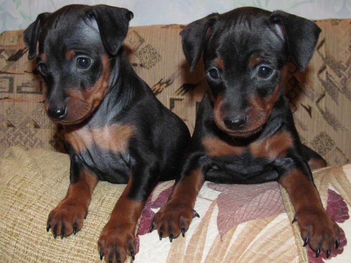 Эстетика собак Доберманы