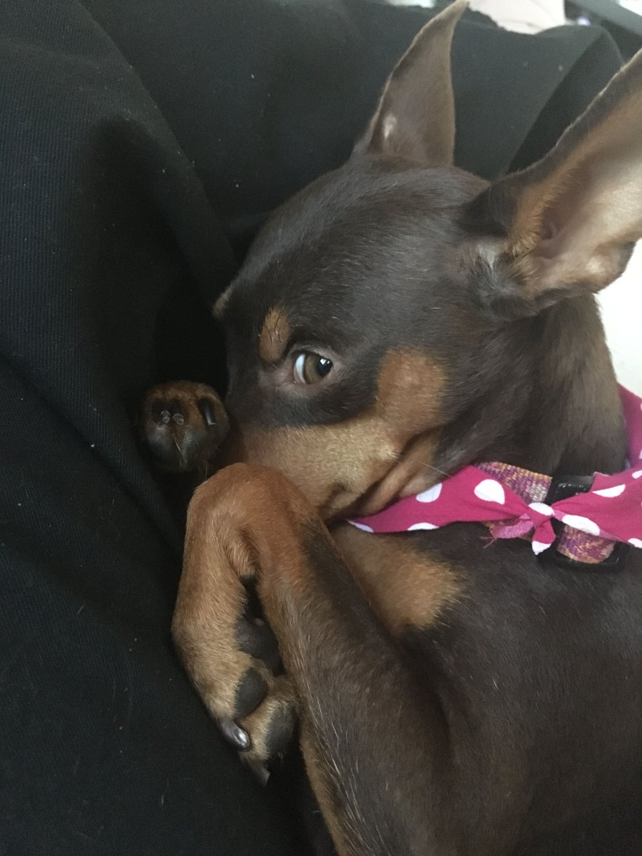 Щенки пинчера 1.5 месяца