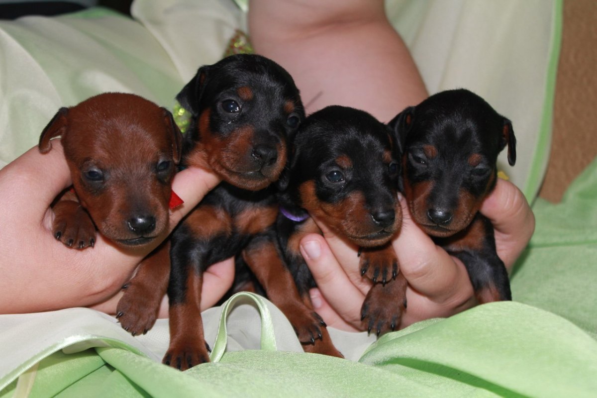 Чих + Цвергпинчер щенки