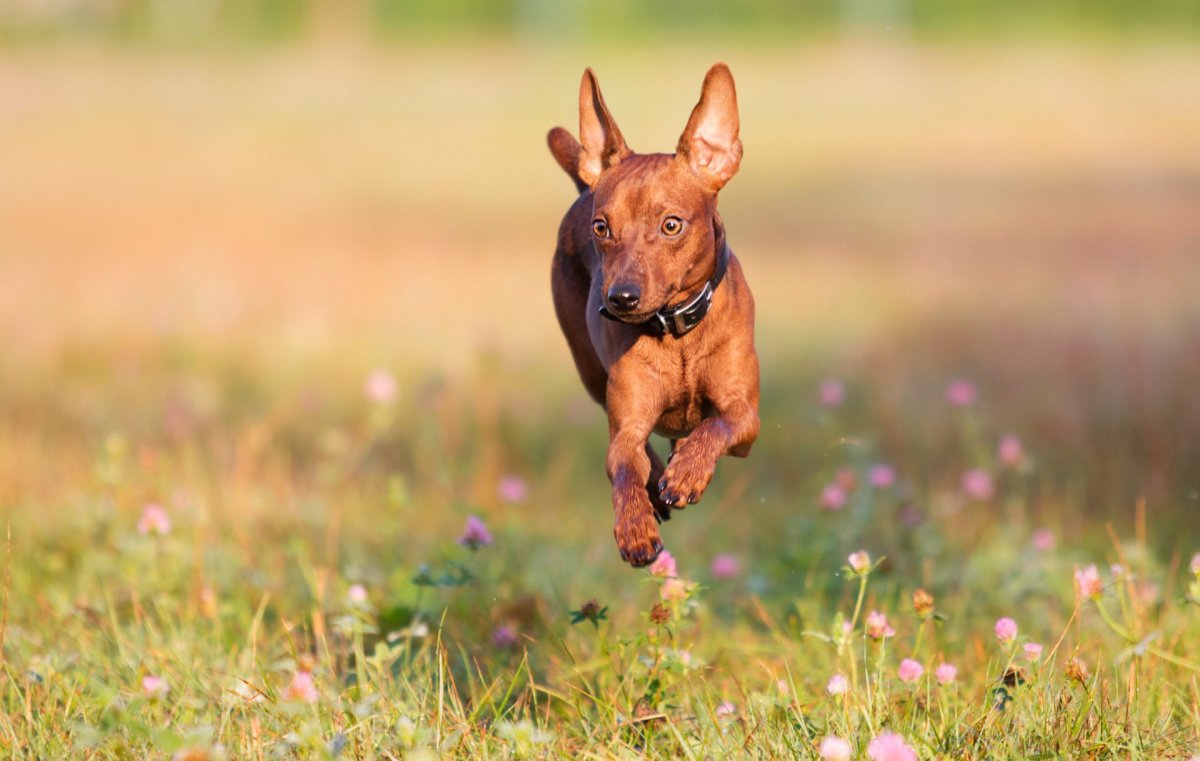 Цвергпинчер лежит
