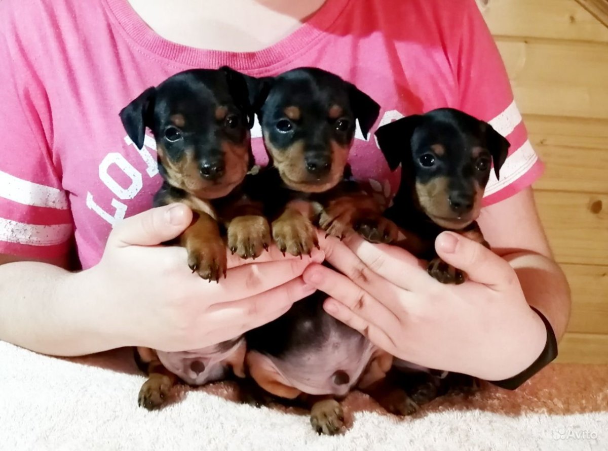 Купитьцверг пинчерамехайловск