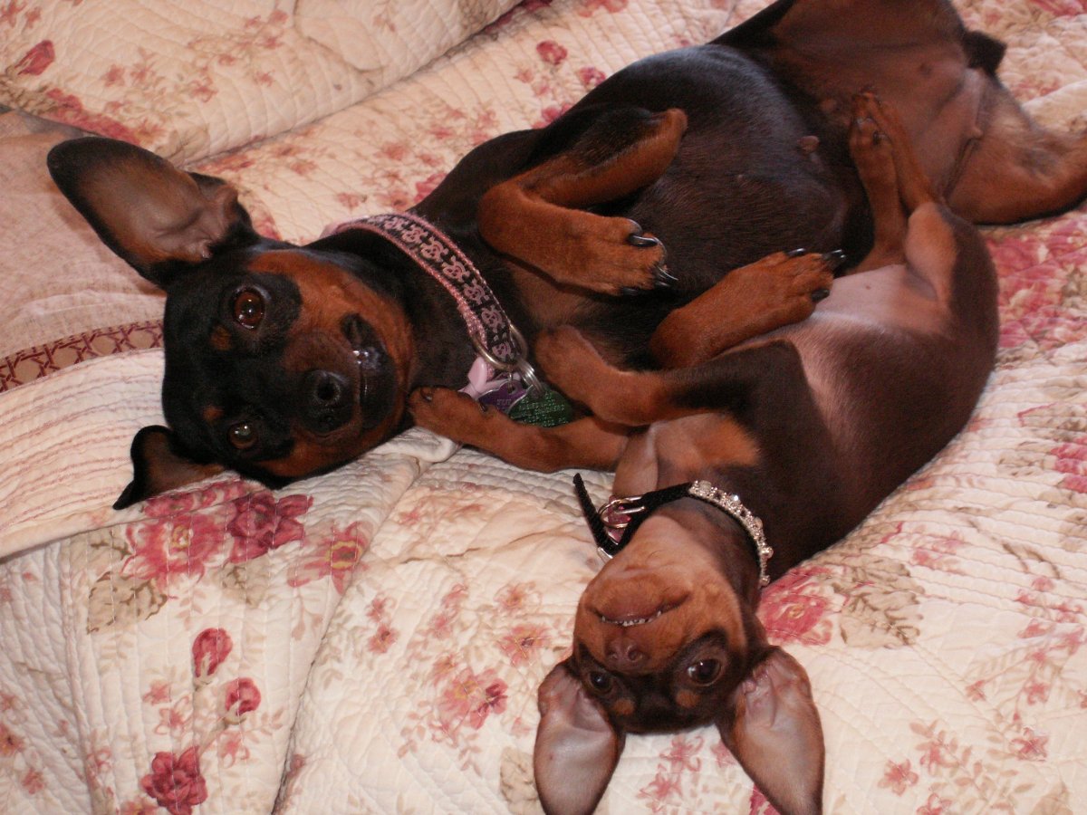 Лысый пинчер