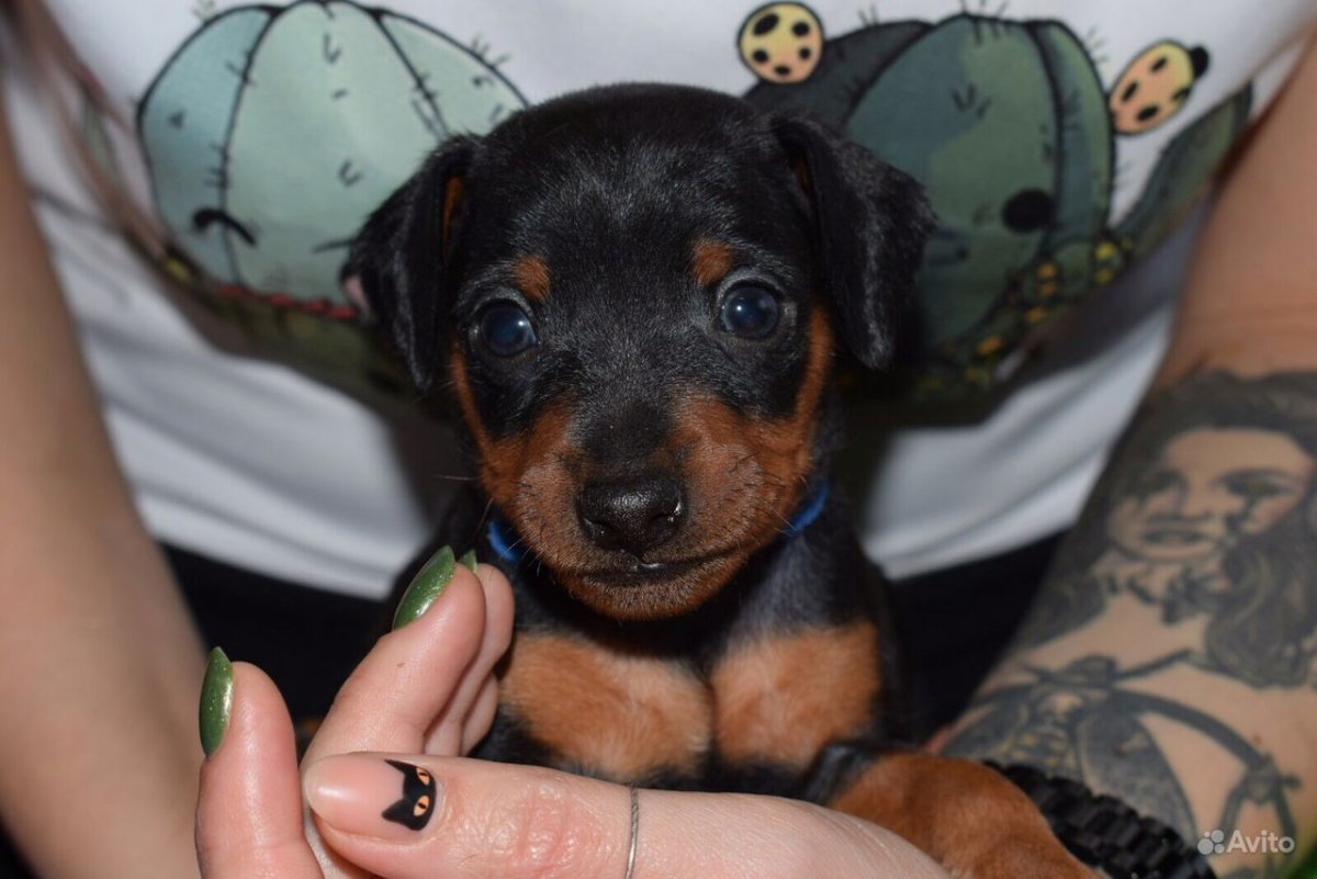 Дог пинчер терьер