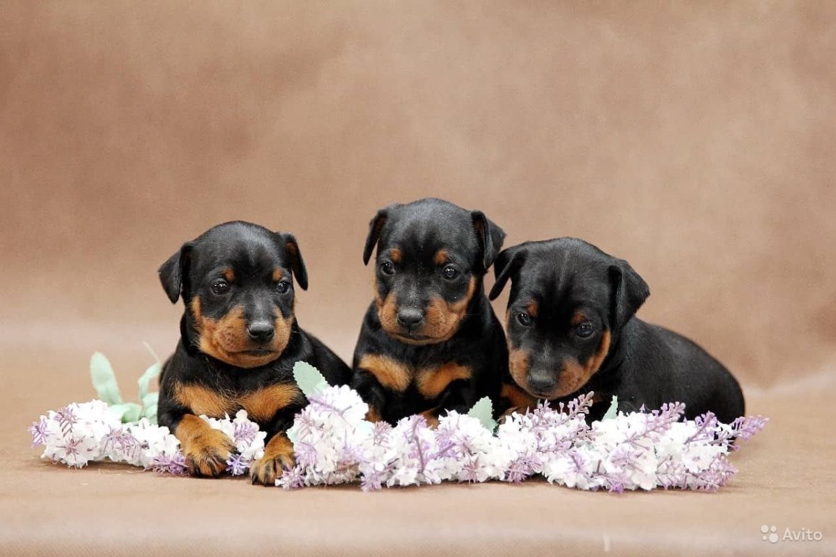 Спящий щенок добермана