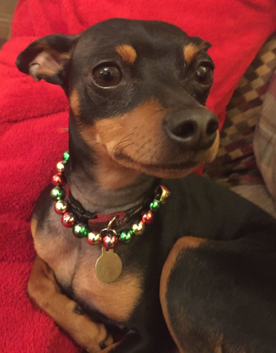 Карликовый пинчер щенки