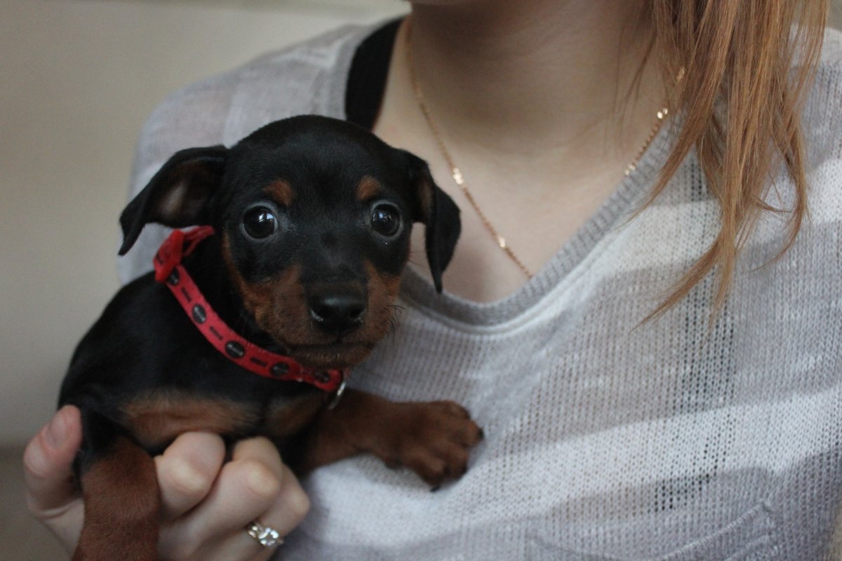 Доберман Эстетика