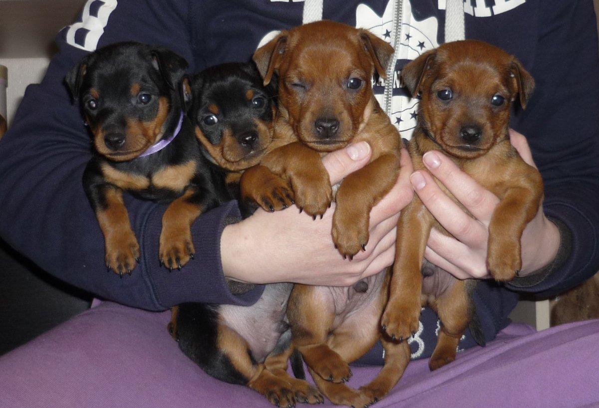 Цвингер пинчер щенки