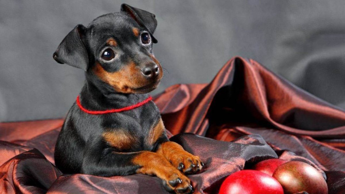 Доберман Black aesthetic