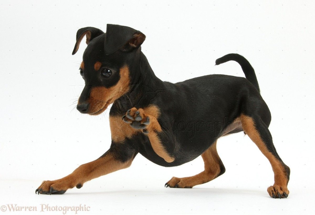 Щенки пинчера фото 2 месяца