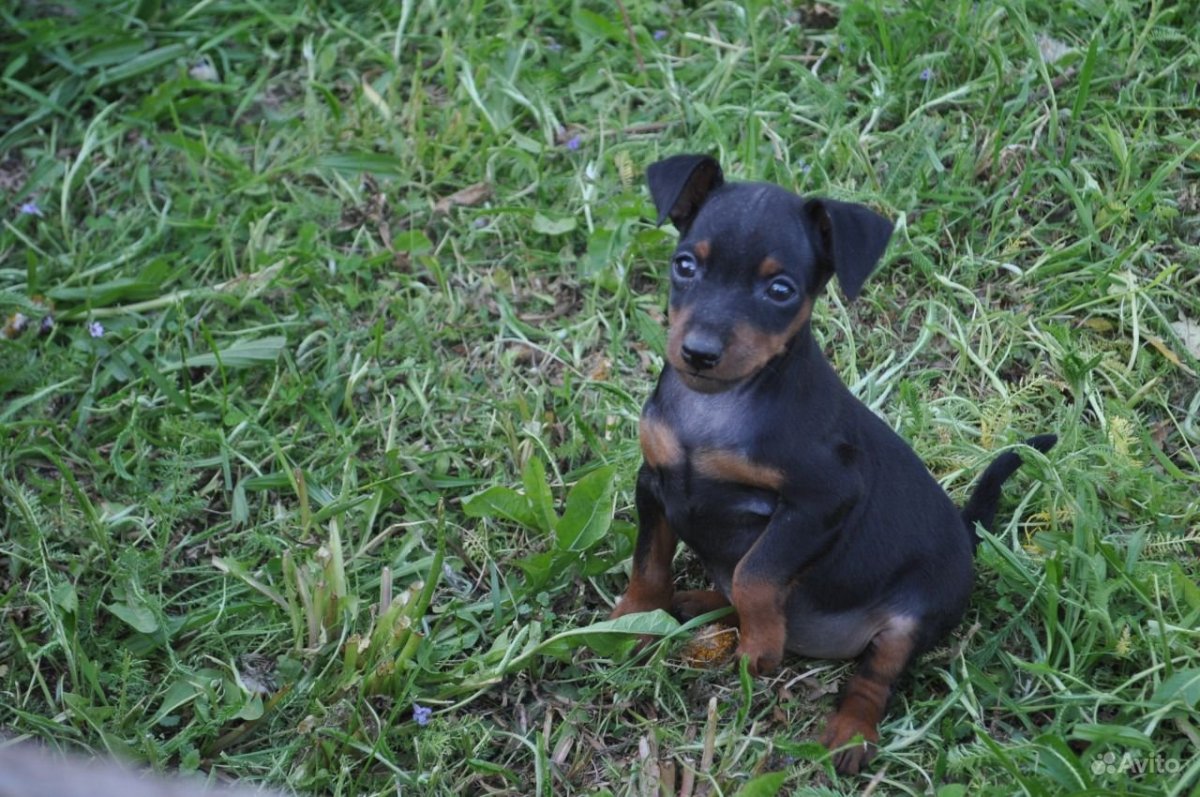 Карликовый пинчер щенки