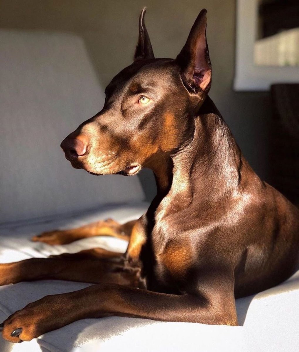 Пинчер терьер карликовый