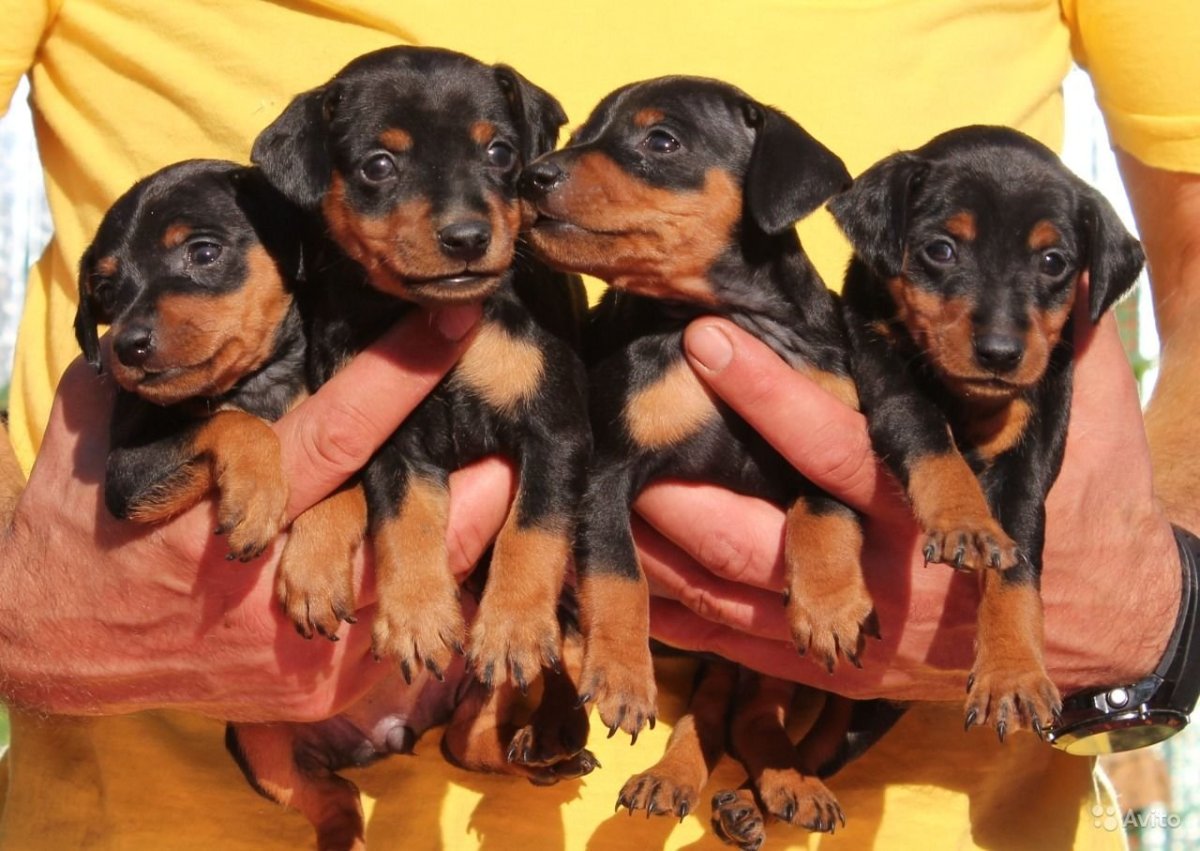 Щенки цвергпинчера