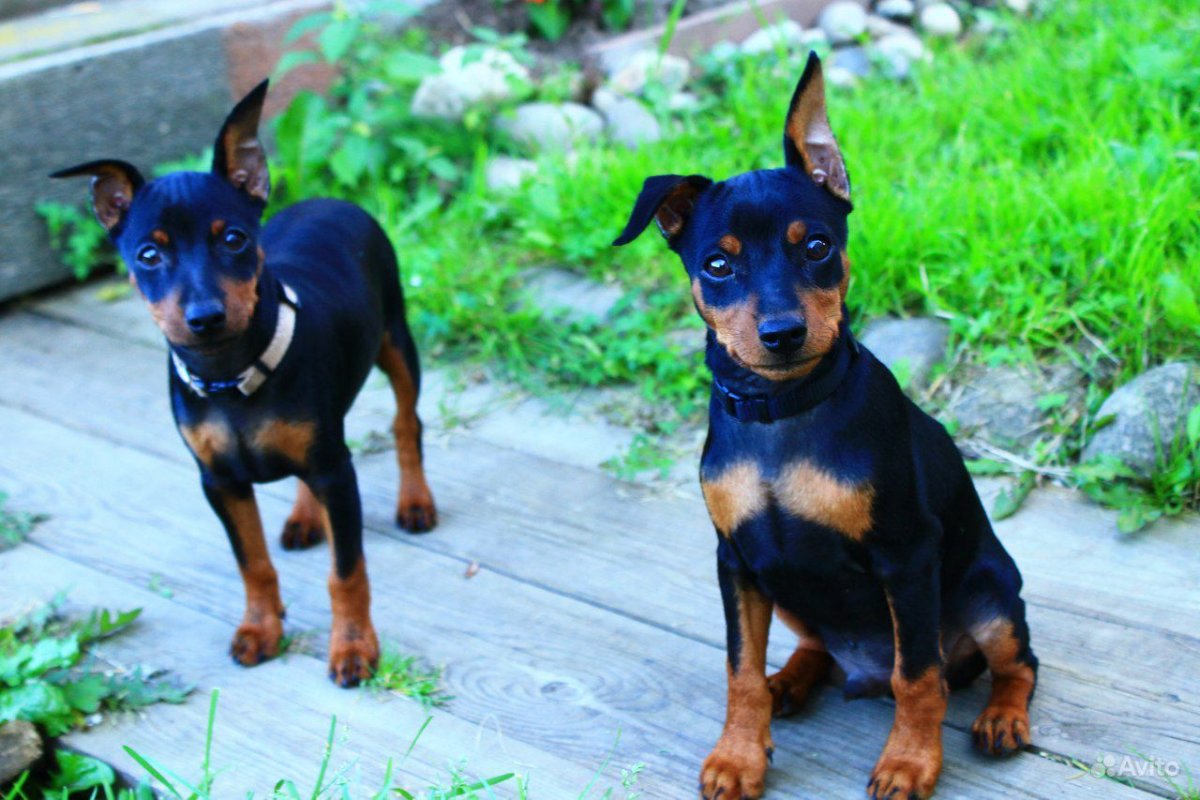 Немецкий пинчер щенок