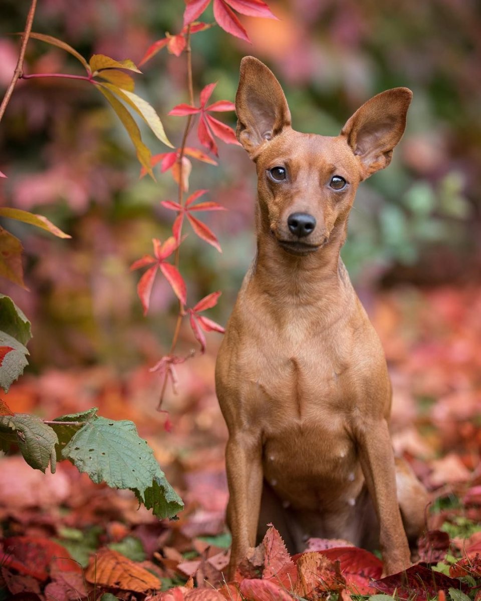 Доберман пинчер и чихуахуа