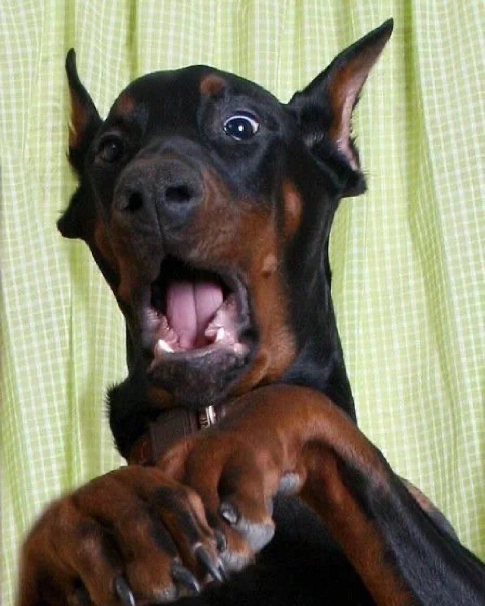 Мини Доберман коричневый щенок