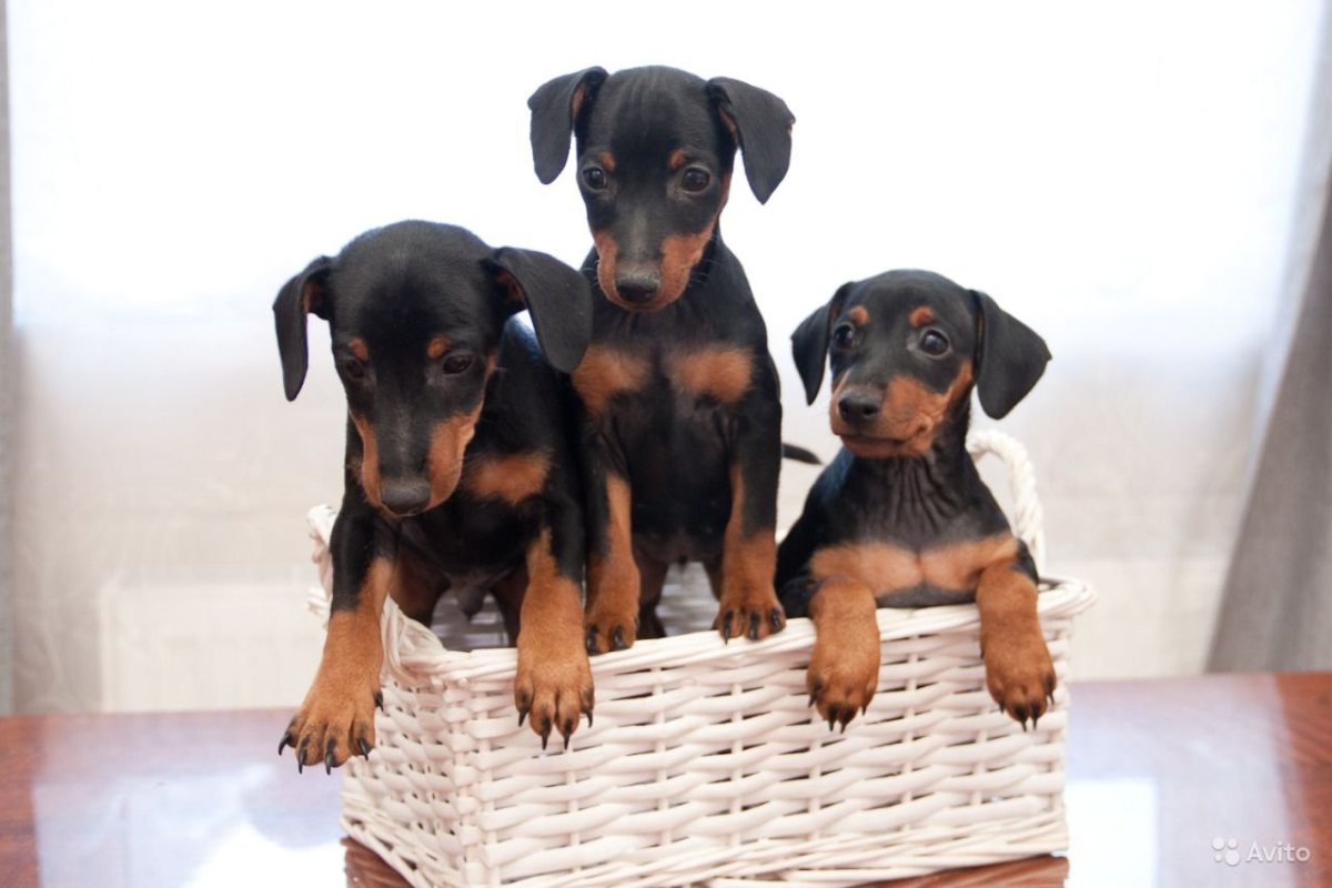 Цвергпинчер щенки