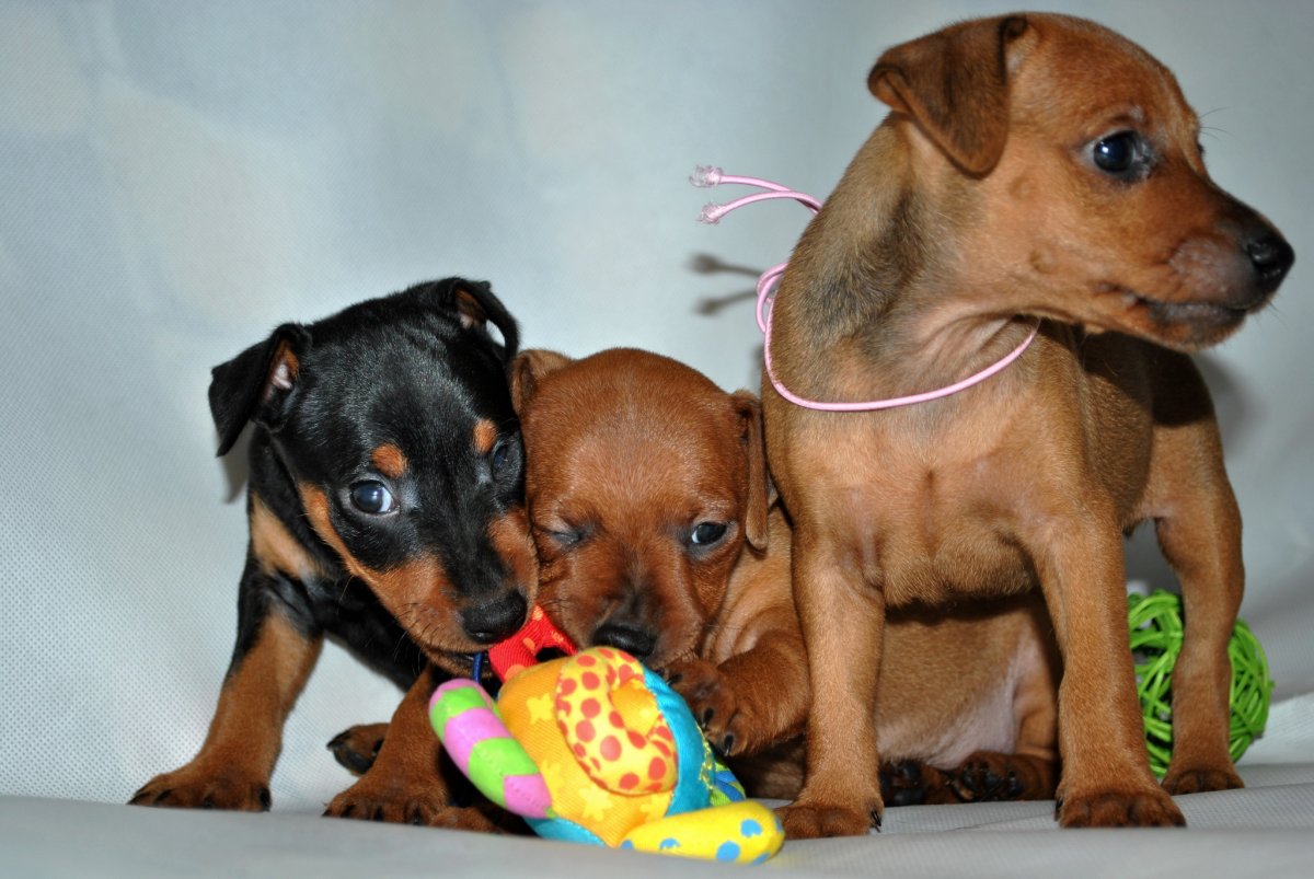 Картинки животные собаки Пинчеры