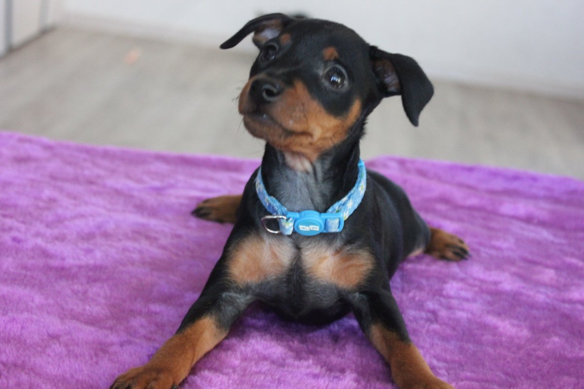 Доберман-пинчер с человеком