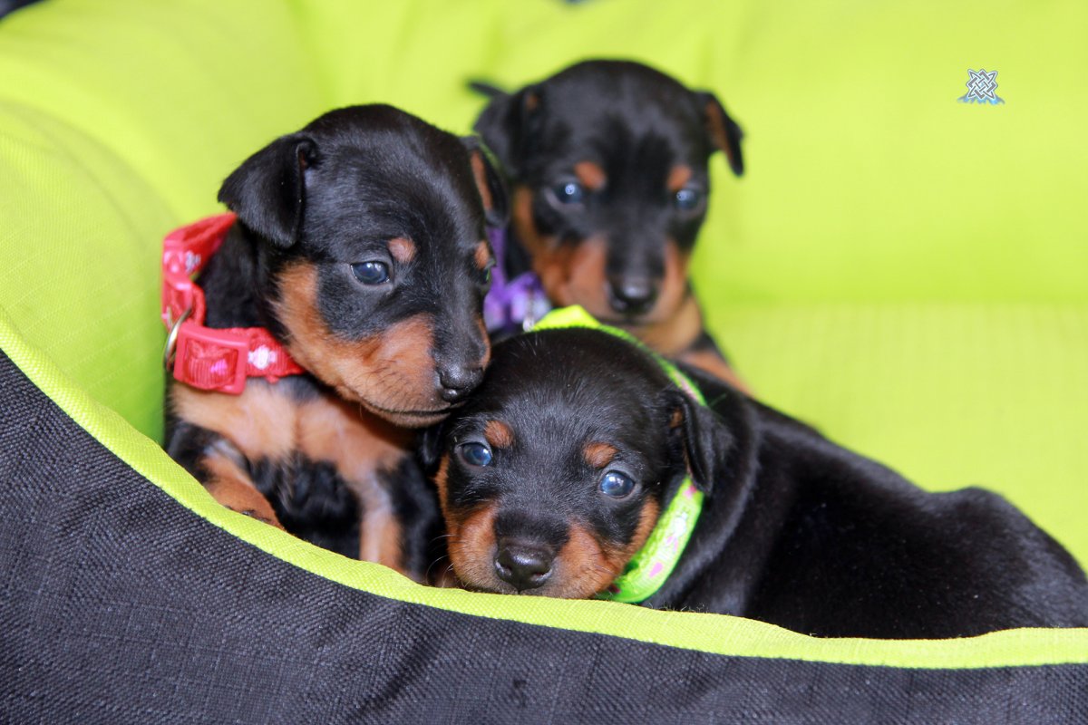 Щенки пинчера фото