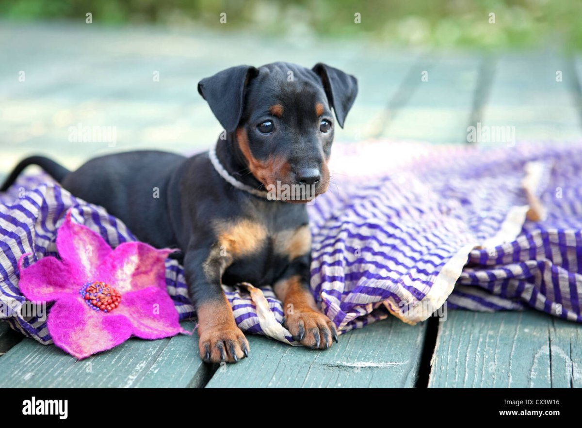 Карликовый пинчер вислоухий