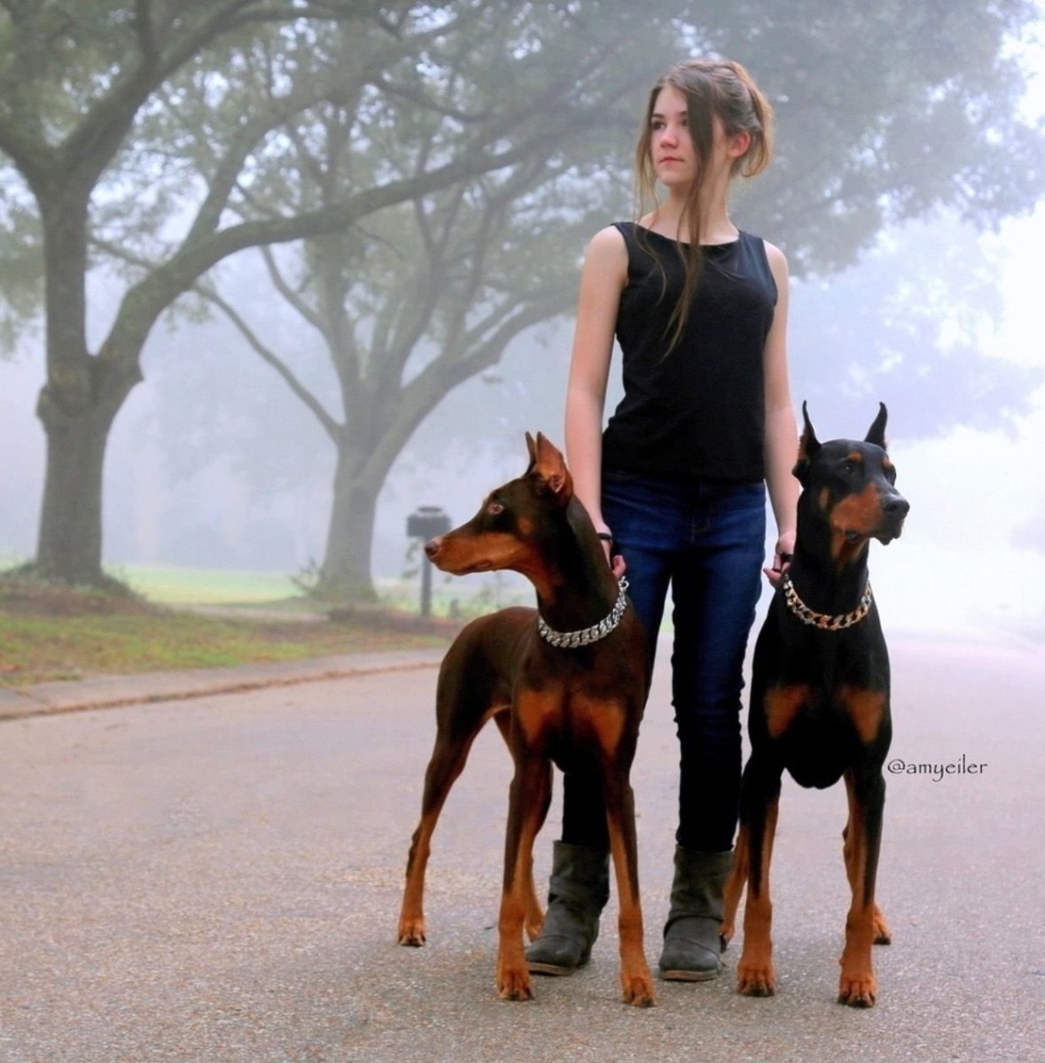 Цвергпинчер мальчик