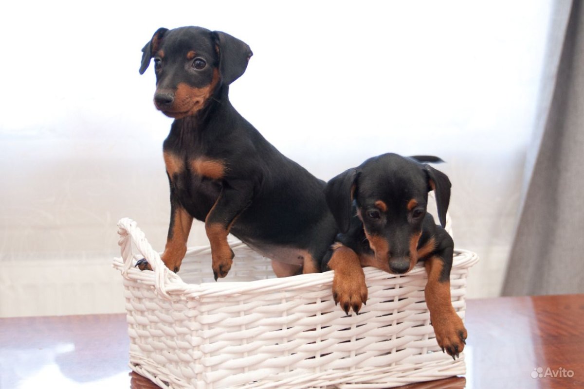 Доберман-пинчер оскал