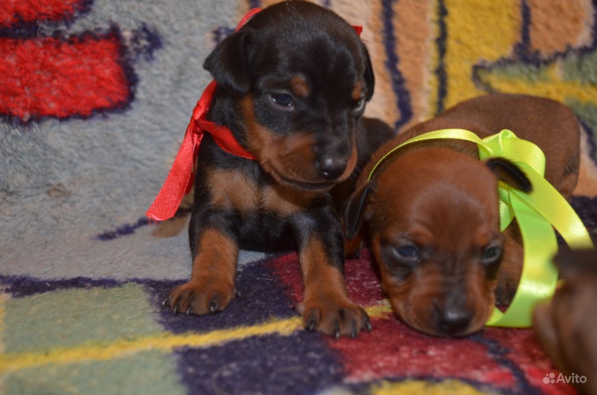 Много щенков цвергпинчера