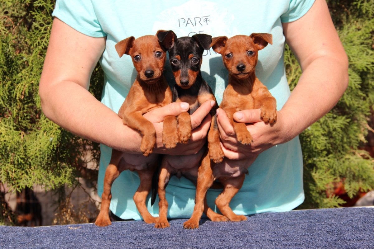 Доберман-пинчер Эстетика