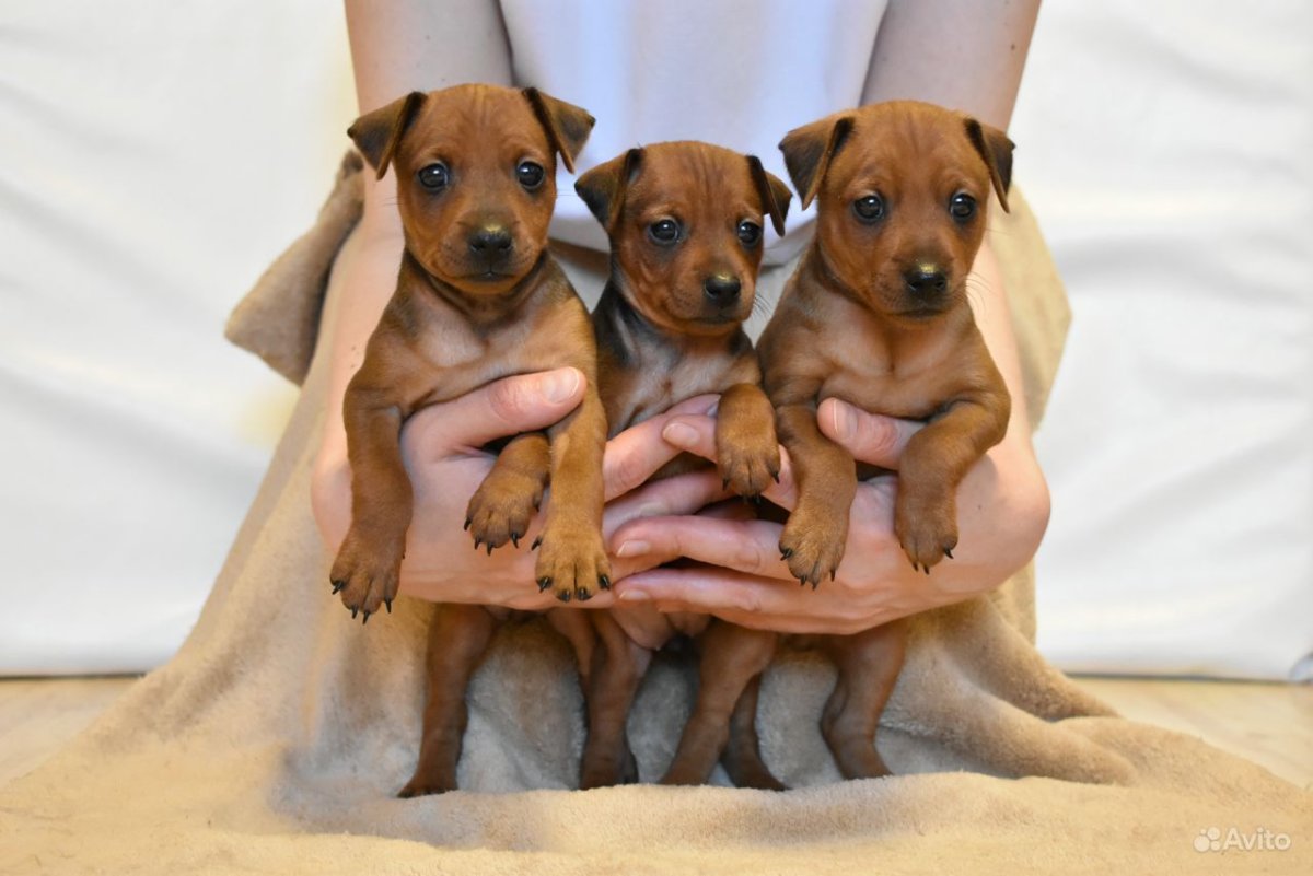 Карликовый пинчер белый