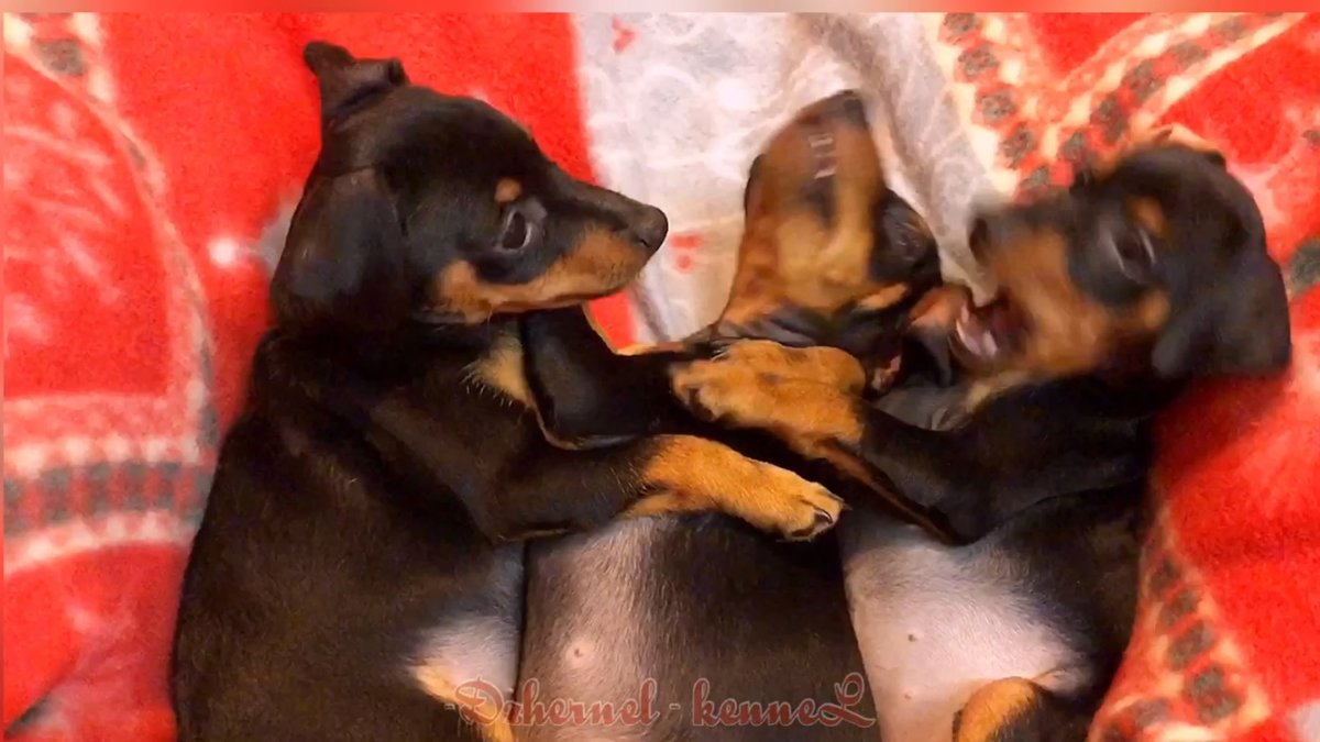 Доберман Эстетика