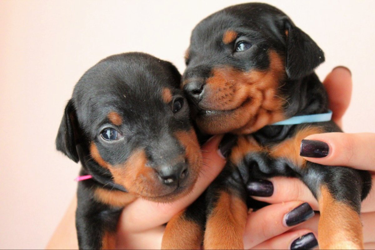 Цвергпинчер смешной