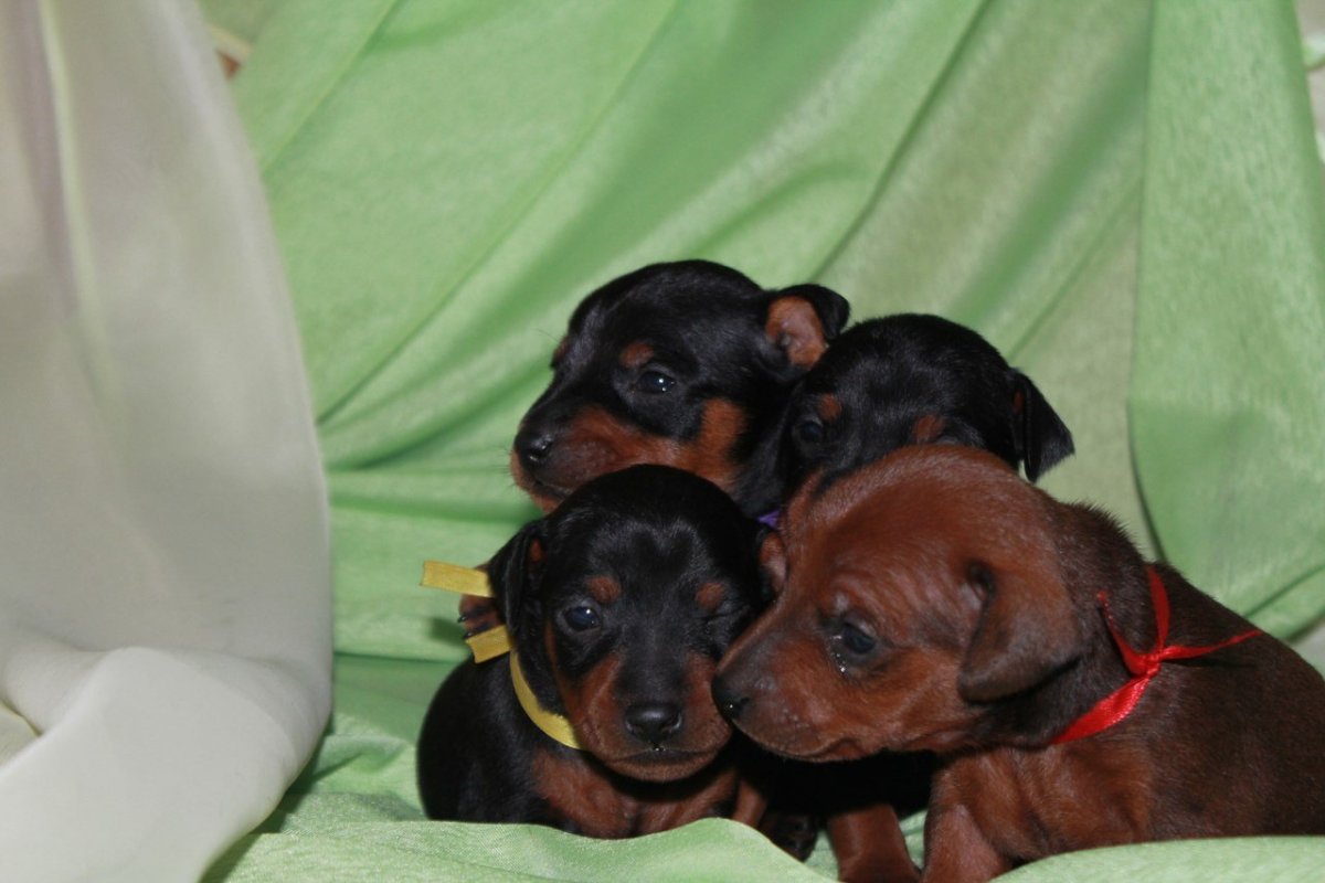 Пинчер собака