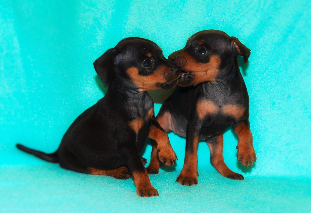 Доберман сторожевая собака