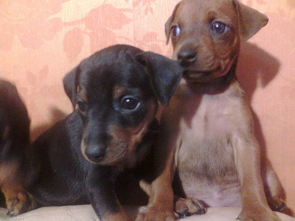 Щенки цвергпинчера