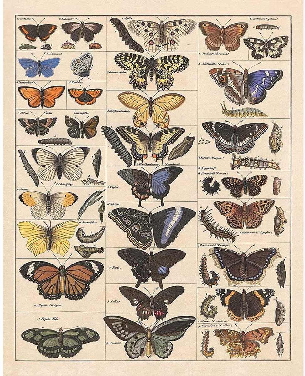 Винтажные плакаты с бабочками