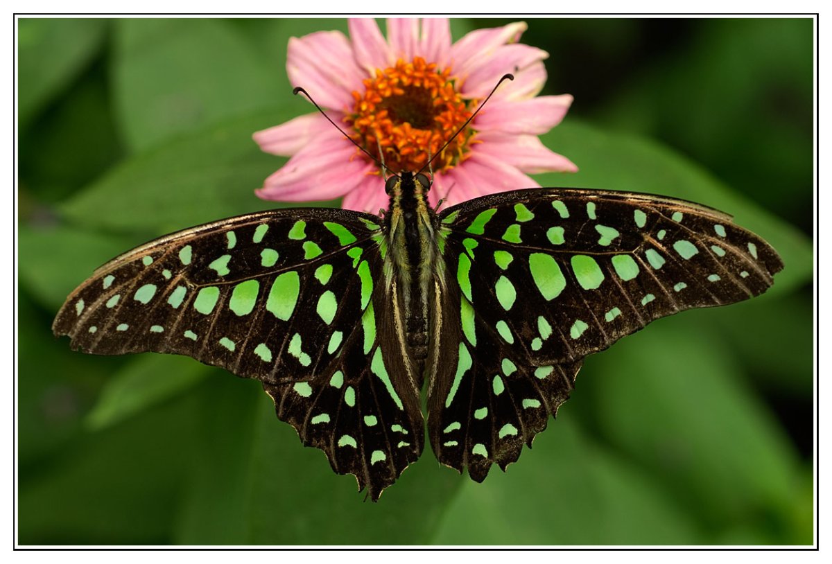 Графиум Агамемнон