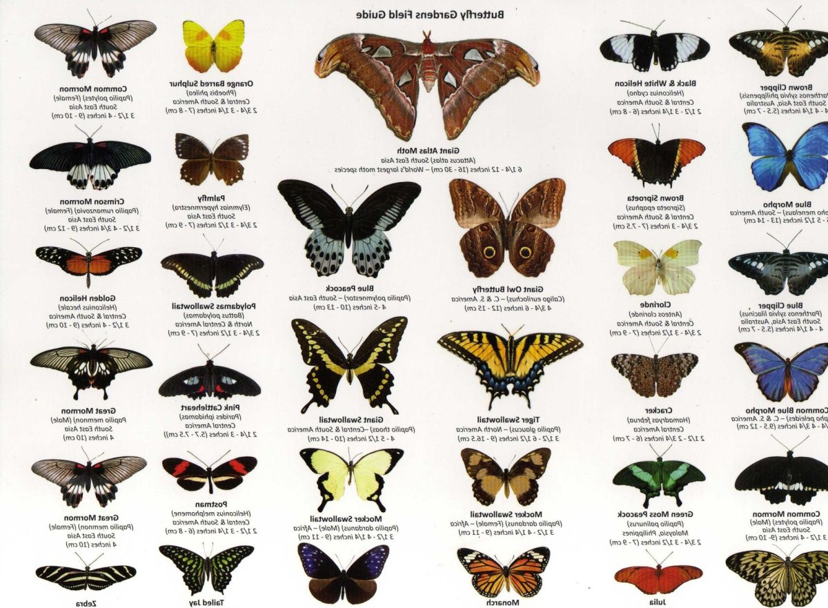Виды бабочек с названиями