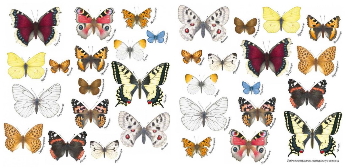 Породы бабочек