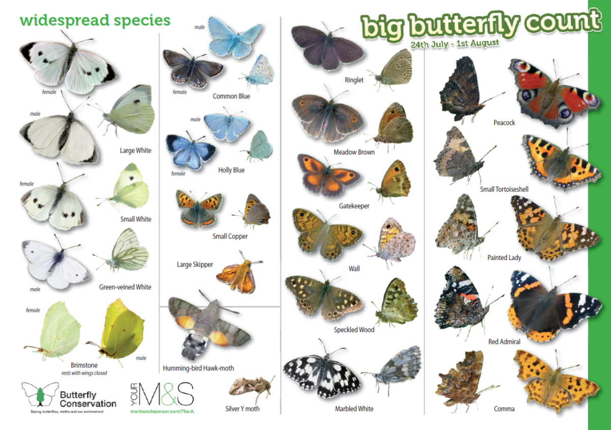 Куколки бабочек и название бабочки