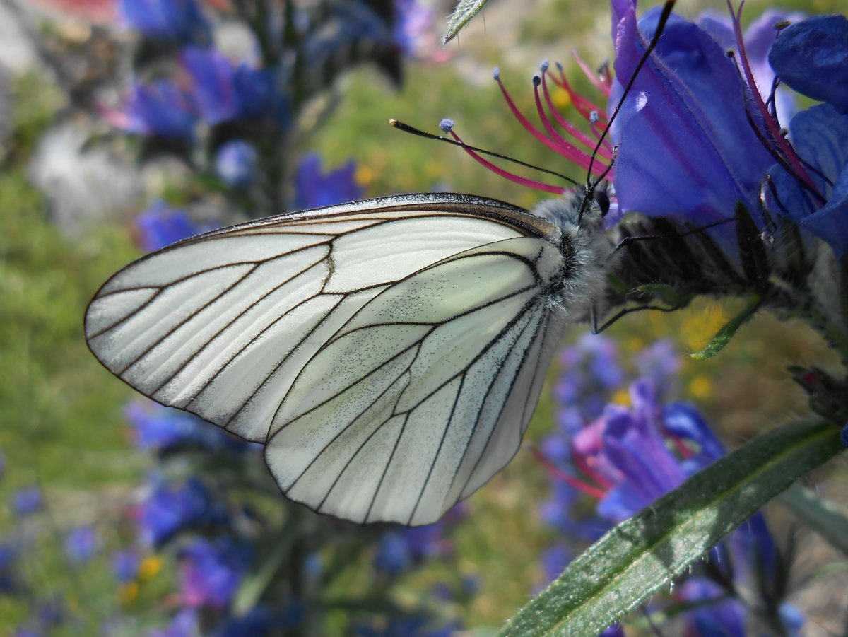 Мотылёк Однодневка