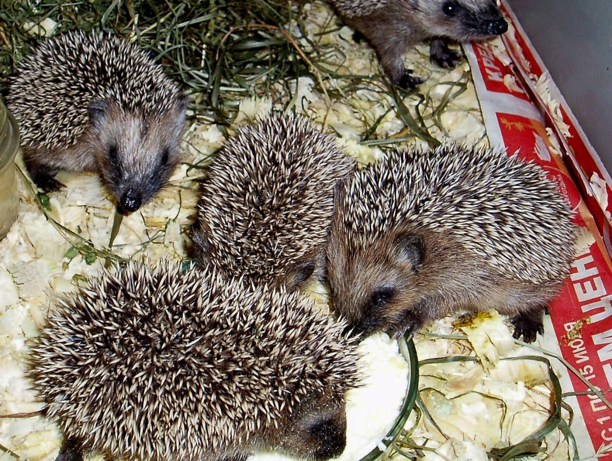 Еж с ежатами