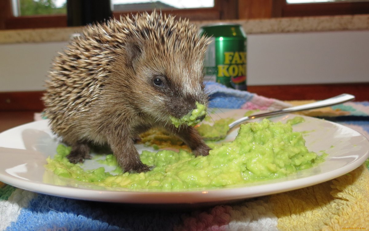 Ёжик ест вкусняшку