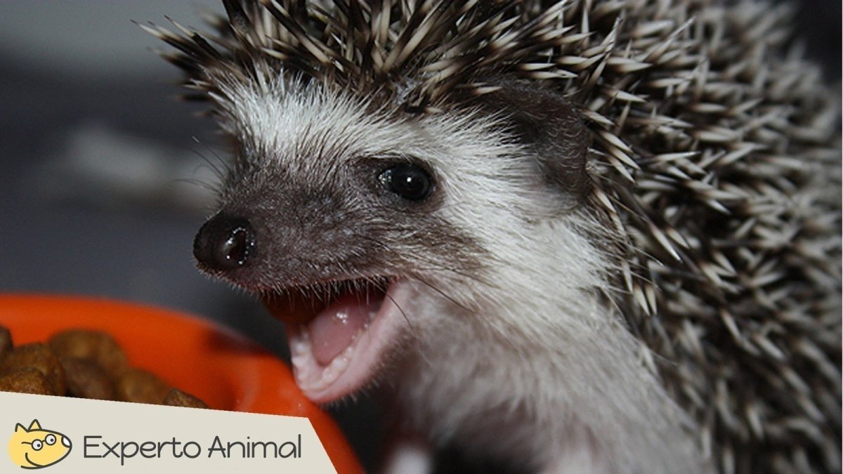 Ежик ест сыр