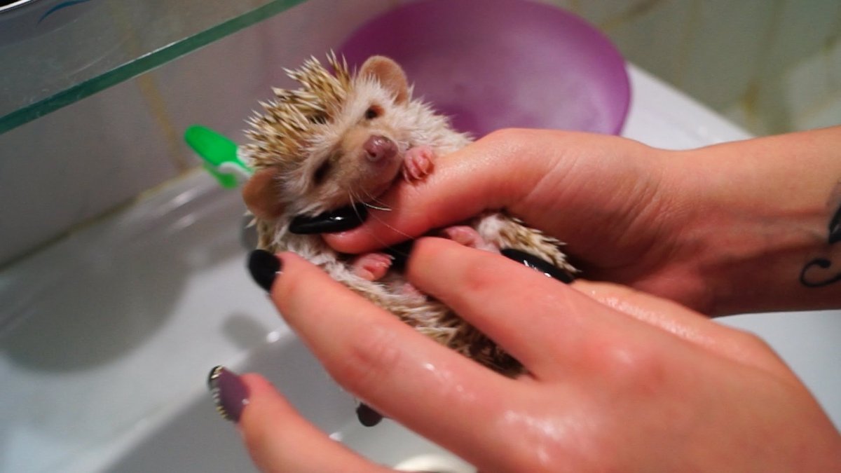 Купание африканского ежа