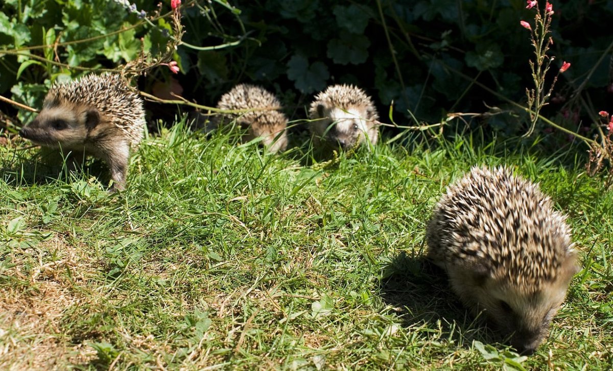 Северный белогрудый ёж