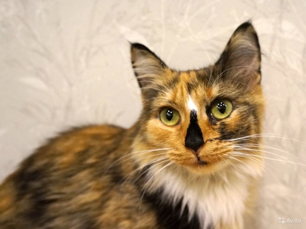 Котенок богатка