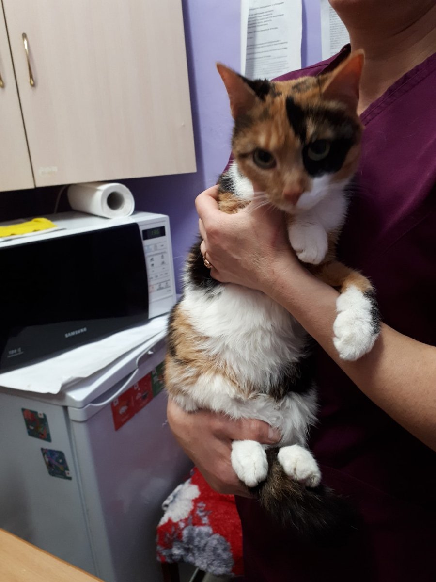 Кот Мейн кун